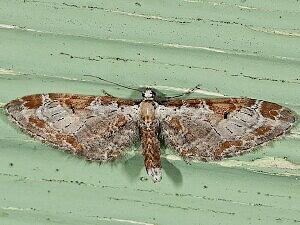 Eupithecia nevadata