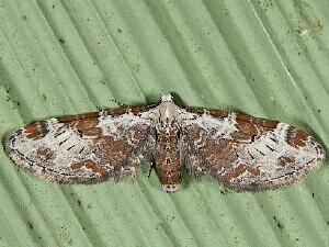 Eupithecia nevadata