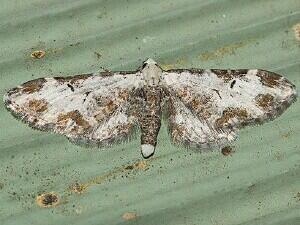 Eupithecia ravocostaliata