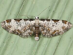 Eupithecia ravocostaliata