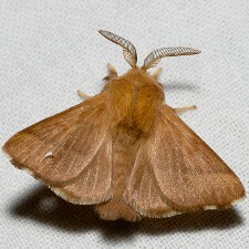 Malacosoma disstria