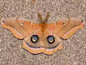 Antheraea polyphemus