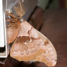 Antheraea polyphemus