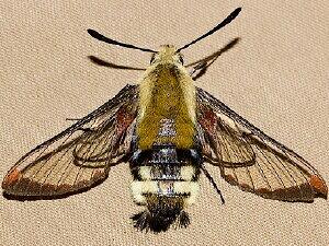 Hemaris thetis