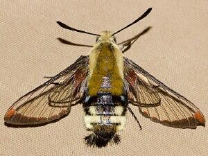 Hemaris diffinis