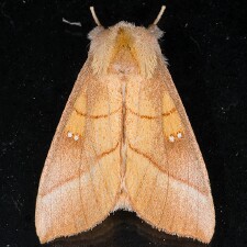 Nadata gibbosa