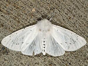 Spilosoma vestalis