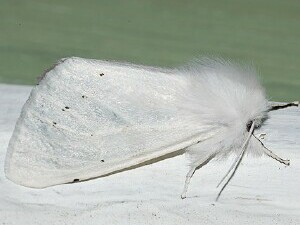 Spilosoma vestalis