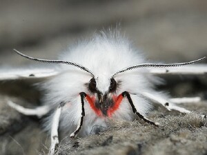 Spilosoma vestalis