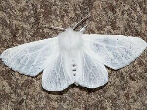 Spilosoma vestalis