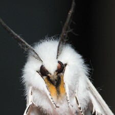 Spilosoma virginica