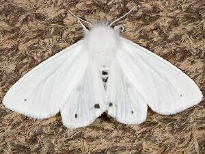 Spilosoma virginica