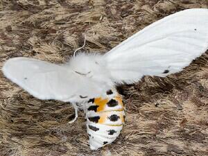 Spilosoma virginica