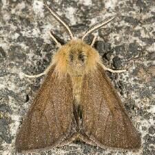 Spilosoma vagans