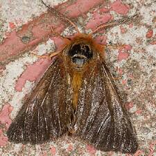 Spilosoma pteridis