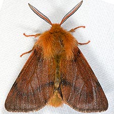 Spilosoma pteridis