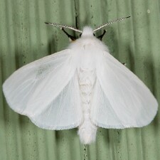 Hyphantria cunea