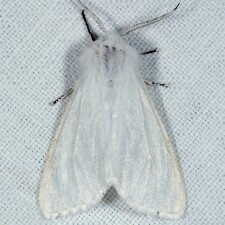 Hyphantria cunea