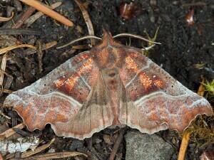 Scoliopteryx libatrix