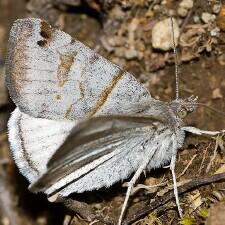 Caenurgina caerulea