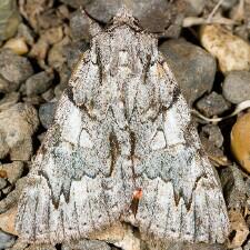 Catocala verrilliana