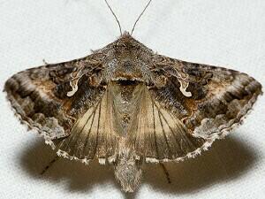 Autographa californica