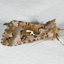 Autographa corusca