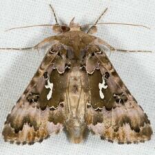 Autographa corusca