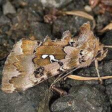 Autographa corusca