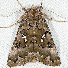 Autographa corusca