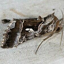 Autographa speciosa