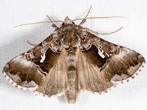 Autographa speciosa