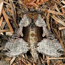 Autographa ampla