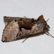 Autographa ampla