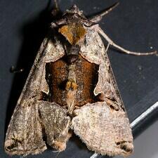 Autographa ampla