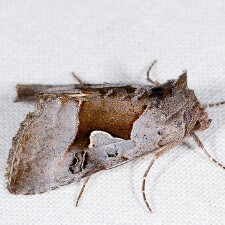 Syngrapha orophila