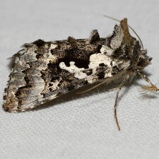 Syngrapha rectangula