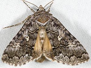 Syngrapha celsa