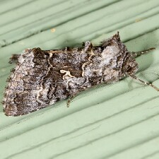 Syngrapha celsa