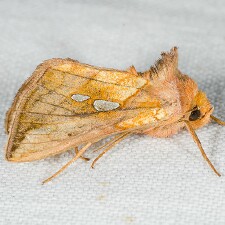 Plusia nichollae