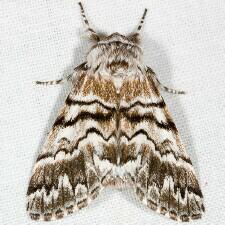 Panthea virginarius