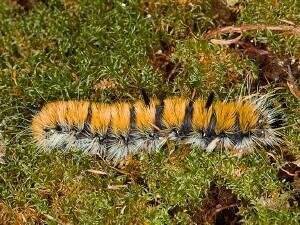 Acronicta insita