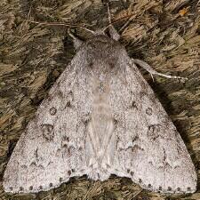 Acronicta insita