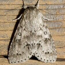 Acronicta insita