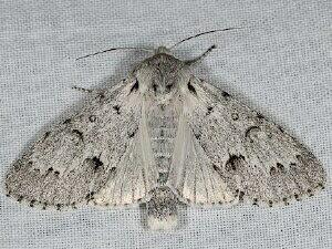 Acronicta vulpina