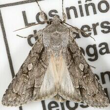 Acronicta radcliffei