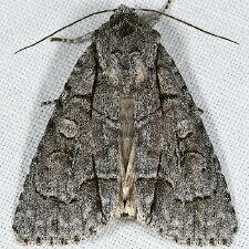 Acronicta radcliffei