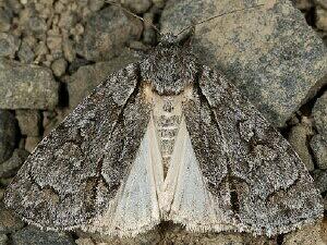 Acronicta grisea