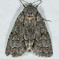 Acronicta grisea