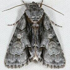 Acronicta mansueta